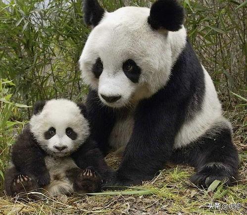 鹿和熊猫网红,网络红人的跨界魅力